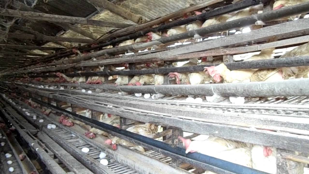 egg production industry
